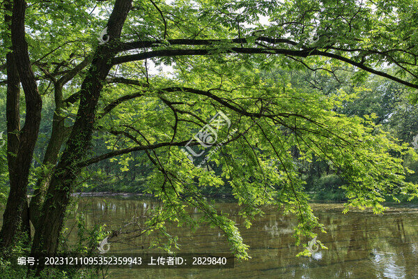 河邊綠樹