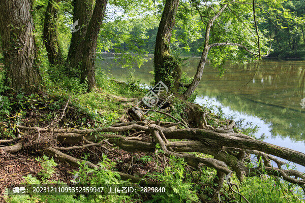 綠樹林