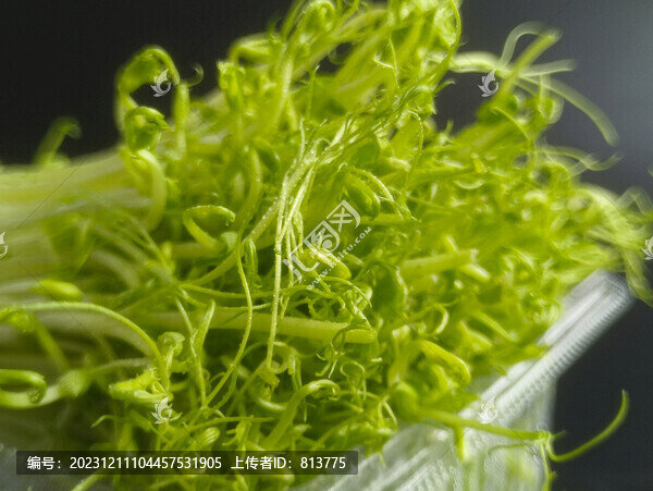 食材豌豆芽