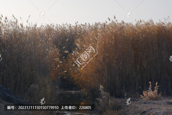濕地