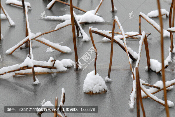 雪中殘荷
