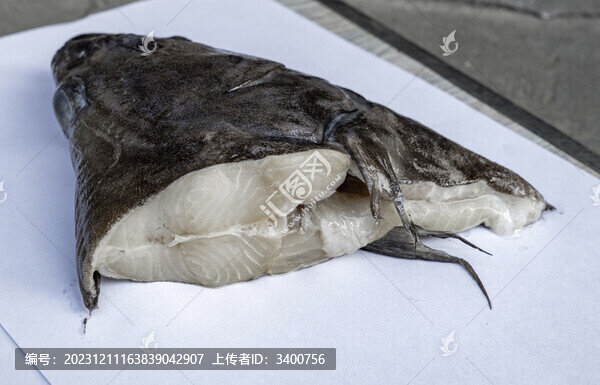 比目魚頭