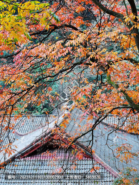 深秋的紅葉