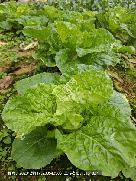 有機(jī)蔬菜