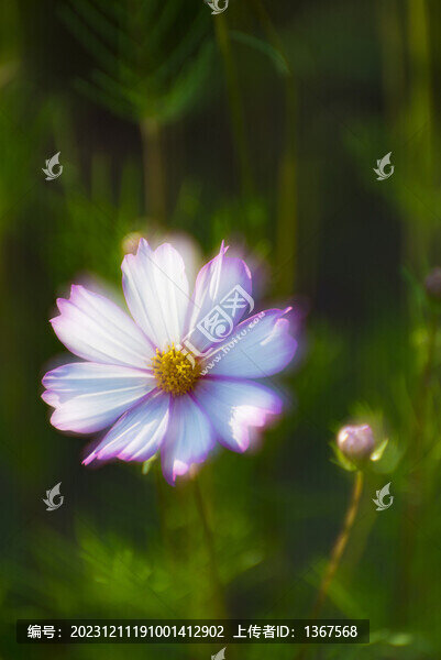 唯美花卉