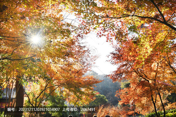 江蘇南京棲霞山楓葉