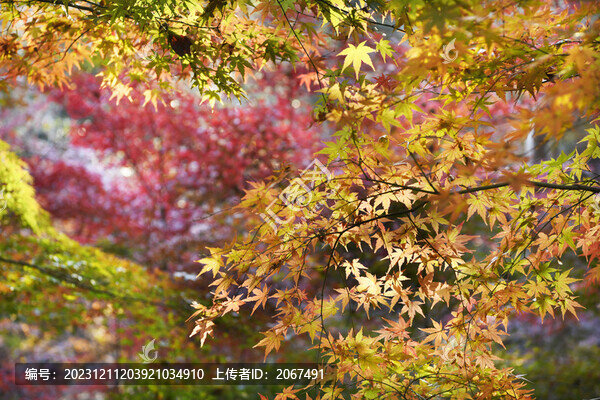 江蘇南京棲霞山楓葉