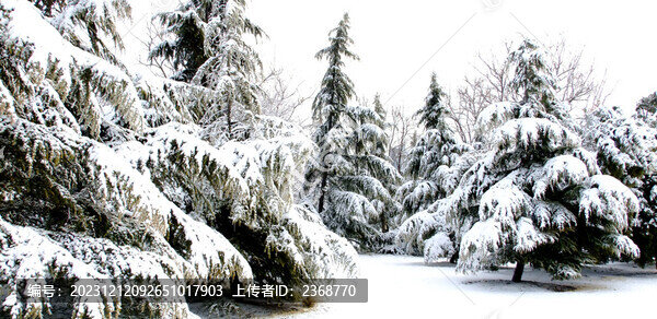 林海雪原