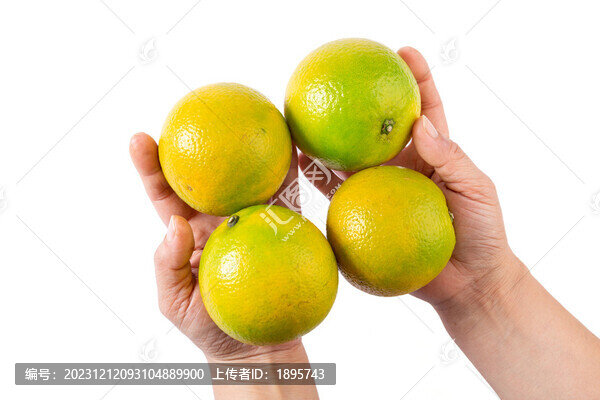 海南特產(chǎn)澄邁福橙