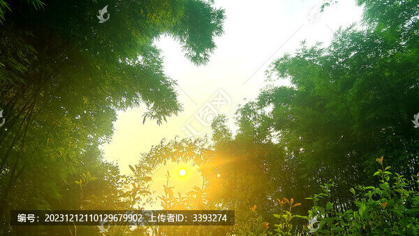 陽光