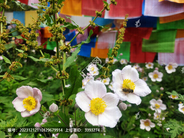 木棉花