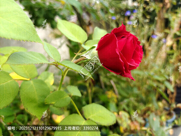 玫瑰花