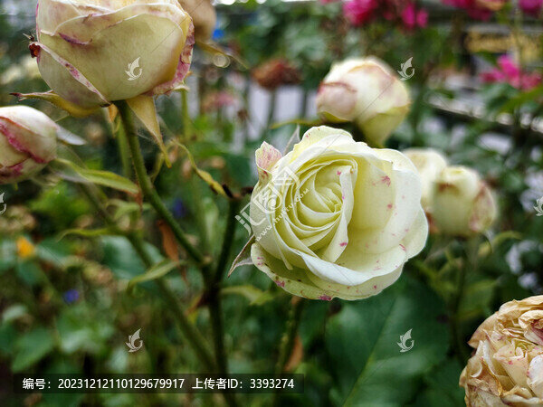 玫瑰花