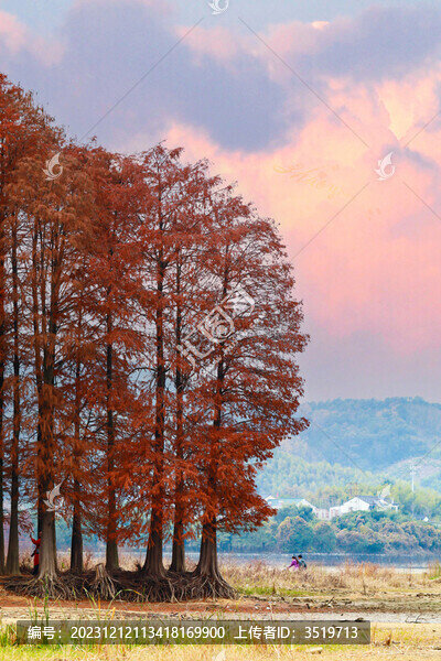 紅杉林