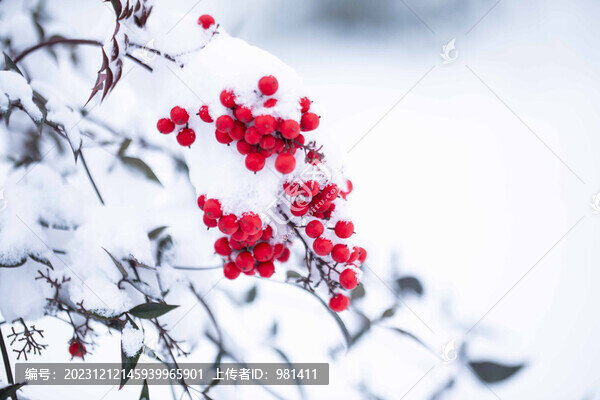 雪中紅色的南天竹果實(shí)