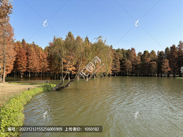 上海青西郊野公園