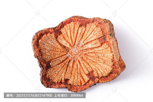 大血藤白底高清圖