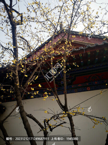 古建臘梅