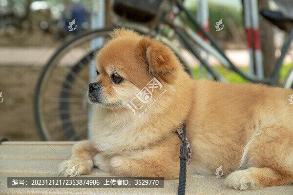 丟丟