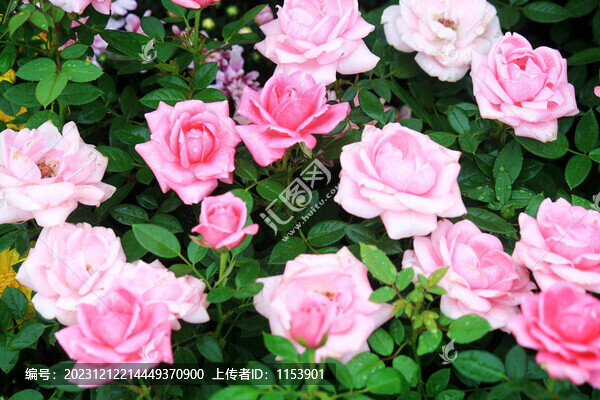 月季花