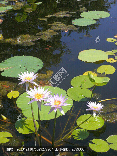 荷葉池塘