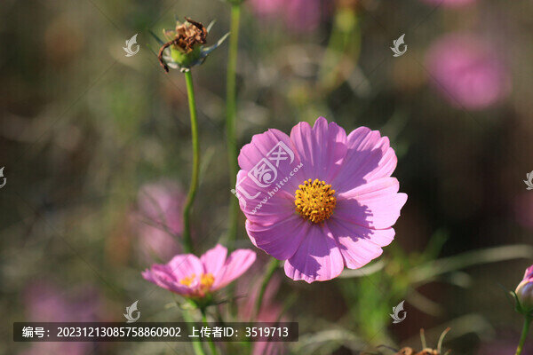 格?；? title=