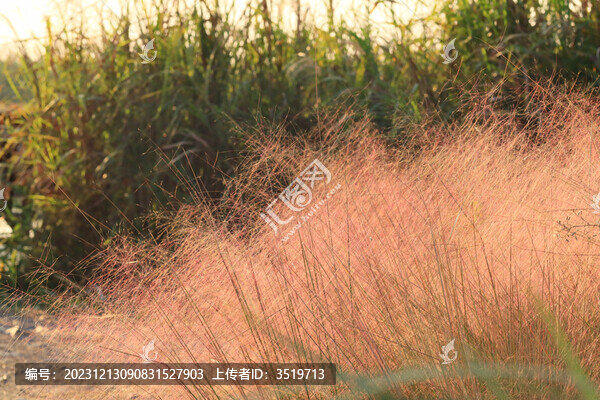 粉黛亂子草