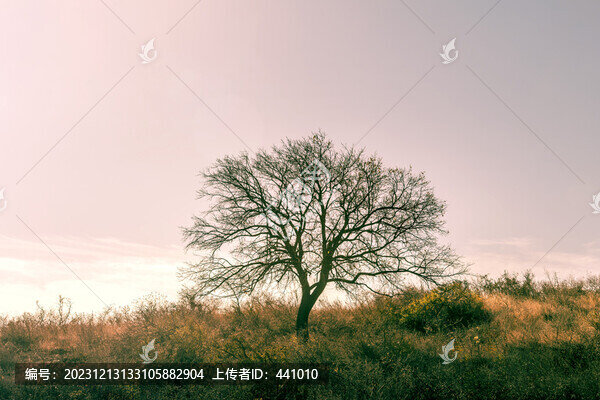 冬天的樹