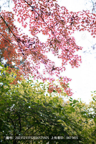 紅楓