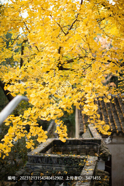 園林虎丘