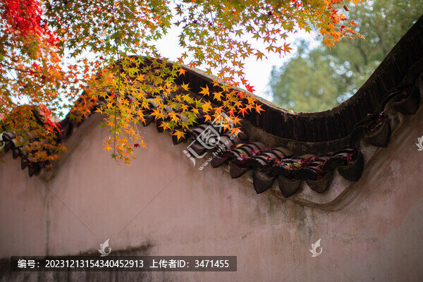 紅楓葉