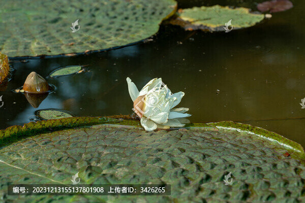 池塘里的王蓮