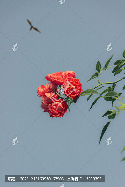 薔薇