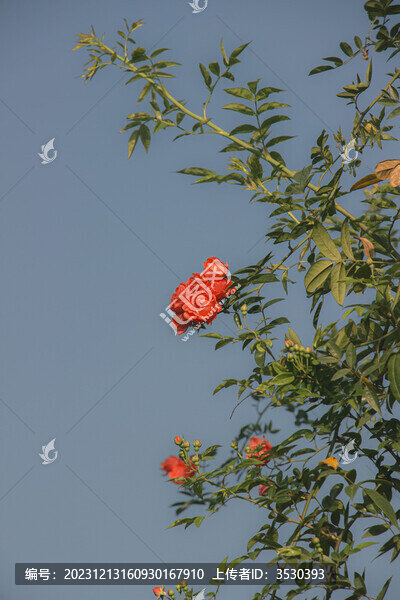 薔薇