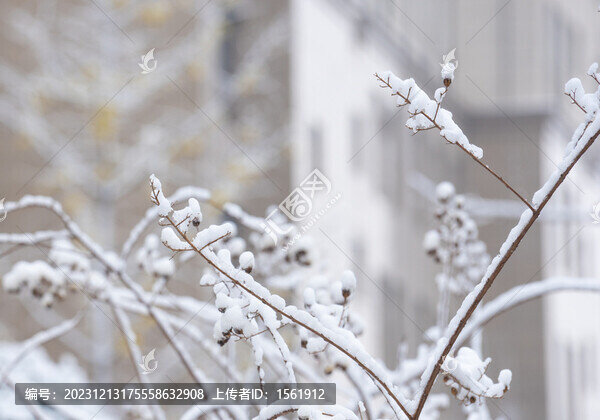 冬季雪景