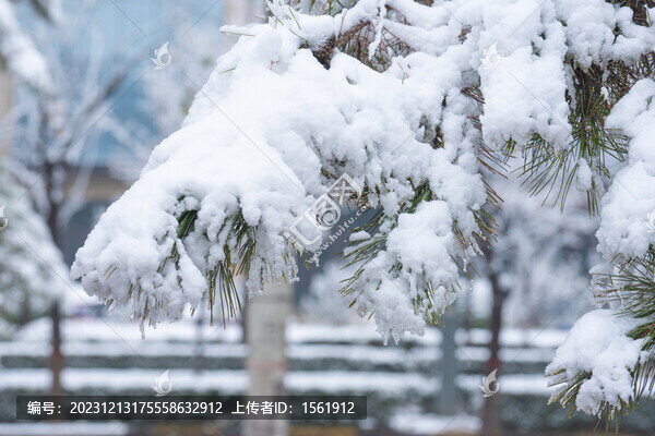 冬季雪景