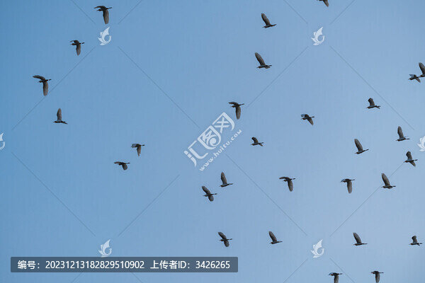 藍(lán)天下飛翔的白鷺鳥群