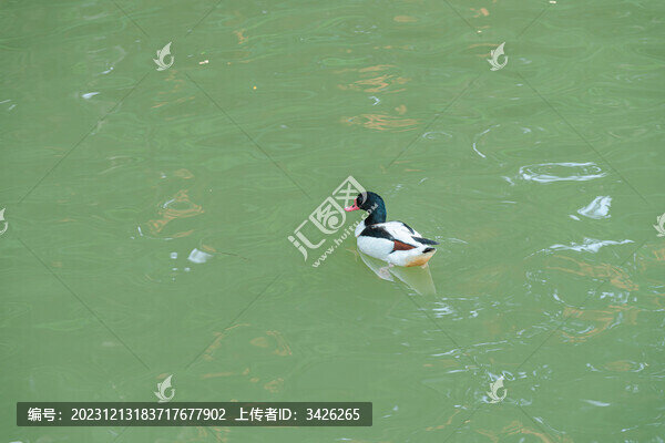 湖面上的野鴨