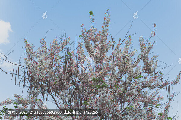 盛開的節(jié)莢決明花