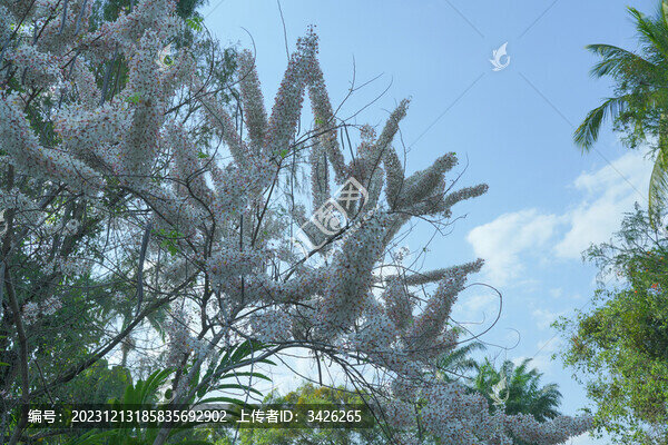 盛開的節(jié)莢決明花
