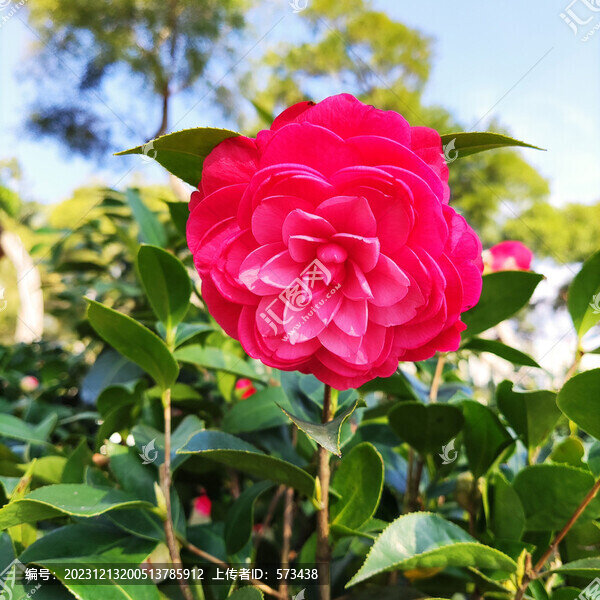 茶花