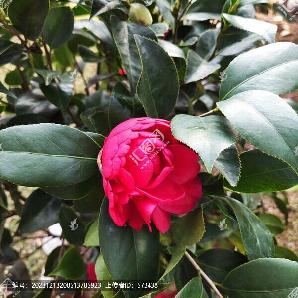 茶花