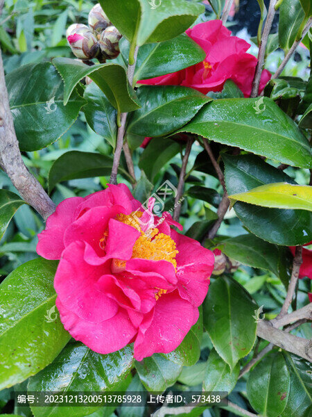 茶花