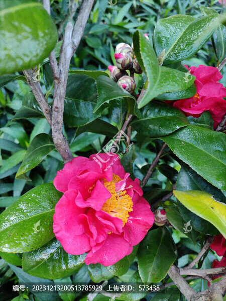 茶花