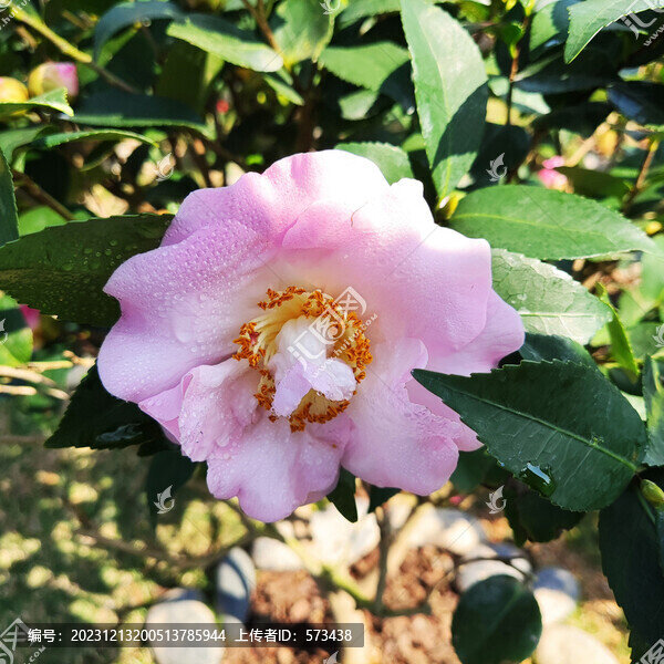 茶花
