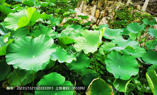 荷葉