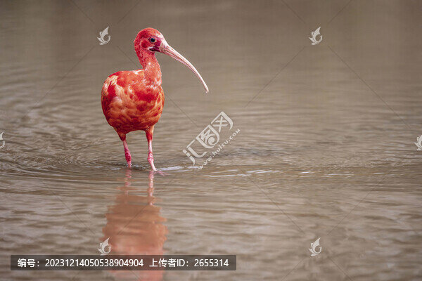 野生美洲紅鹮南寧濕地悠然覓食