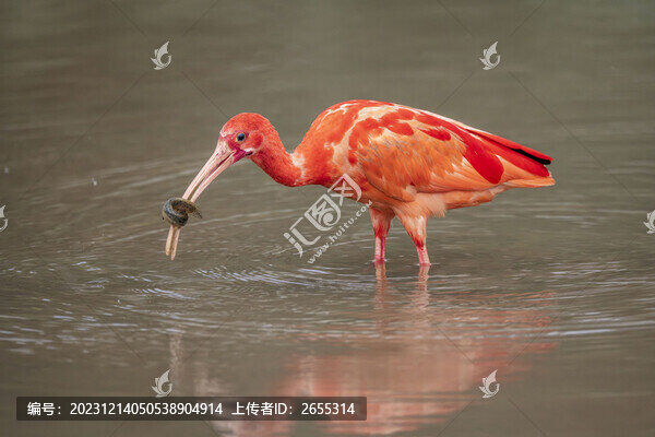 野生美洲紅鹮南寧濕地悠然覓食