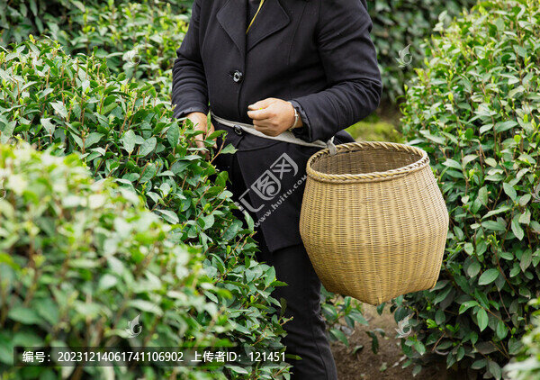 采茶