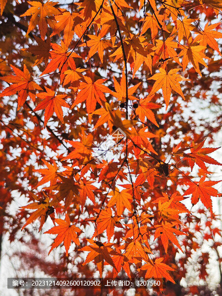 紅葉漫天